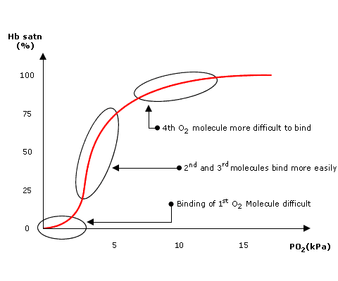 Fig A Haemoglobin Oxygen Dissociation Curve