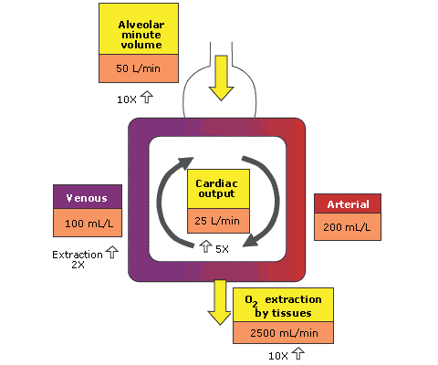 Increased Oxygen Demand